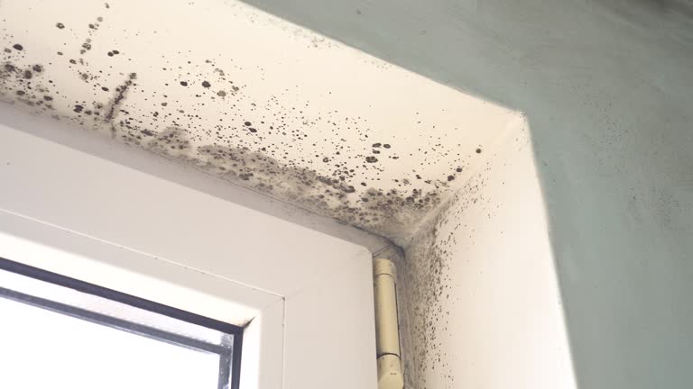 Best Mold Removal for HVAC Installations  in Charlestown, IN